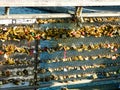 Love locks on bridge of love in paris Pont des Arts Royalty Free Stock Photo