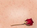 Love lost faded rose background