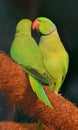 Love making parrots Royalty Free Stock Photo