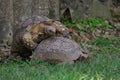 Mating tortoises in a garden Royalty Free Stock Photo