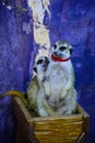 Love meerkats