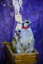 Love meerkats
