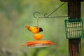 Baltimore Oriole perched to eat orange