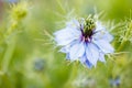 Love in a Mist Royalty Free Stock Photo