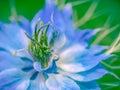 Love in a mist aka - Nigella damascena. Blue garden flower macro. Royalty Free Stock Photo