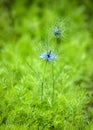 love in the mist Royalty Free Stock Photo