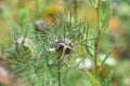 Love in a Mist Blossom in a Garden Royalty Free Stock Photo