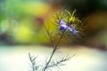 Love-in-a-mist blue flower - Nigella damascena Royalty Free Stock Photo