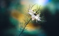 Love-in-a-mist blue flower - Nigella damascena