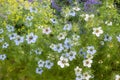 Love-in-a-mist with blue and white blossoms, nigella damascena Royalty Free Stock Photo