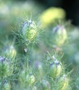 Love in the Mist Detail Growing Herb Plant