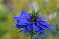 Love in the Mist Flower Royalty Free Stock Photo