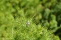 Love-in-a-mist flower Royalty Free Stock Photo