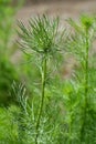 Love-in-a-mist flower Royalty Free Stock Photo