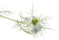 Love in a mist flower Royalty Free Stock Photo