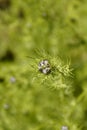 Love-in-a-mist flower Royalty Free Stock Photo