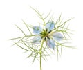 Love in a mist flower Royalty Free Stock Photo