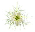 Love in a mist flower Royalty Free Stock Photo