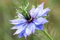 Love-in-a-mist flower (Nigella damascena) Royalty Free Stock Photo