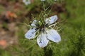 `Love-in-a-mist` flower - Nigella Damascena Royalty Free Stock Photo