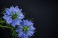 Love in the mist flowers, cornflowers on black background