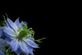 Love in the mist flowers, cornflowers on black background