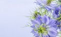 Love in the mist flowers, cornflowers on bright background