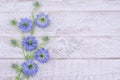 Love in the mist flowers, cornflowers on bright background