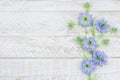 Love in the mist flowers, cornflowers on bright background