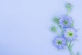 Love in the mist flowers, cornflowers on bright background