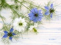 Love-in-a-mist flowers on a white wooden board Royalty Free Stock Photo