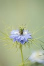 Love in Mist Nigella damascena, airy foliage, gentle blue flower Royalty Free Stock Photo