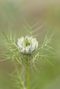 Love in Mist Nigella damascena, airy foliage, gentle white flower Royalty Free Stock Photo