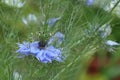 Love in a mist Nigella damascena blue flower Royalty Free Stock Photo