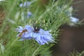 Love in a mist Nigella damascena blue flower Royalty Free Stock Photo