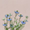 Love in a mist Nigella damascena blue flower Royalty Free Stock Photo