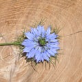 Love in a mist Nigella damascena blue flower Royalty Free Stock Photo