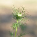 Love in a mist Nigella damascena flower Royalty Free Stock Photo