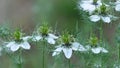 Love in a mist Nigella damascena flower Royalty Free Stock Photo