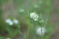 Love in a mist Nigella damascena flower Royalty Free Stock Photo