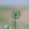 Love in a mist Nigella damascena flower Royalty Free Stock Photo