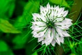 Love-In-A-Mist (Nigella damascena)