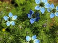 Love in a mist. Nigella.