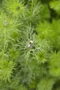 Love-in-a-mist Shorty Blue Royalty Free Stock Photo