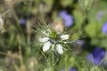 Love-in-a-mist Shorty Blue