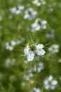 Love-in-a-mist Shorty Blue