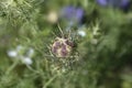 Love-in-a-mist Shorty Blue fruit