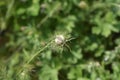 Love-in-a-mist Shorty Blue fruit