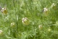 Love-in-a-mist Shorty Blue fruit