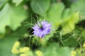 Love In A Mist - Single Flower Head Detail Royalty Free Stock Photo